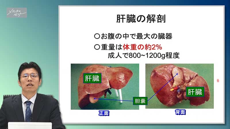 肝臓の解剖・疾患・治療の知識-02