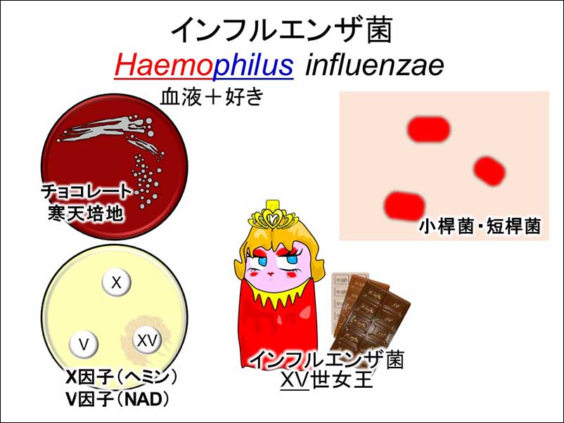 染方史郎の3分細菌楽_002_06