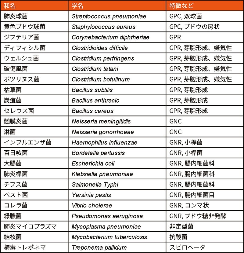 代表的な細菌