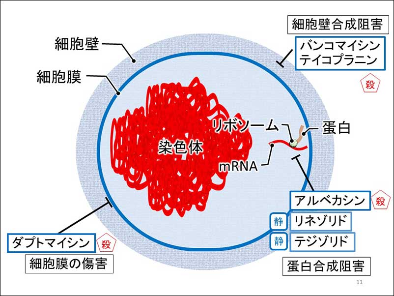 染方史郎の3分細菌楽_003_10