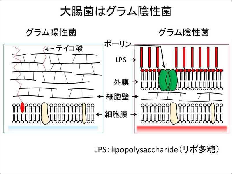 染方史郎の3分細菌楽_004_04