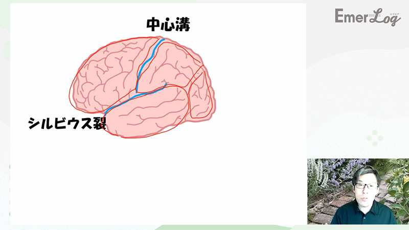 救急ナースのための脳の画像11