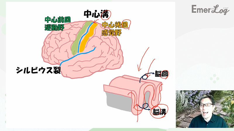 救急ナースのための脳の画像13