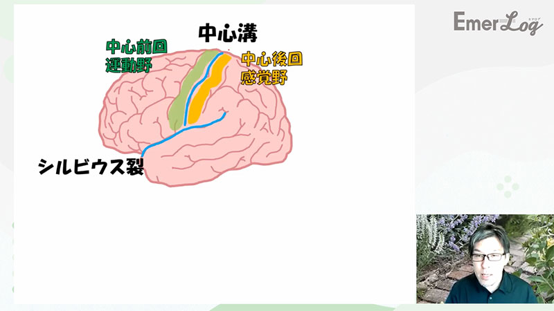 救急ナースのための脳の画像12